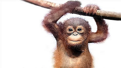 Why Say NO to Palm Oil?